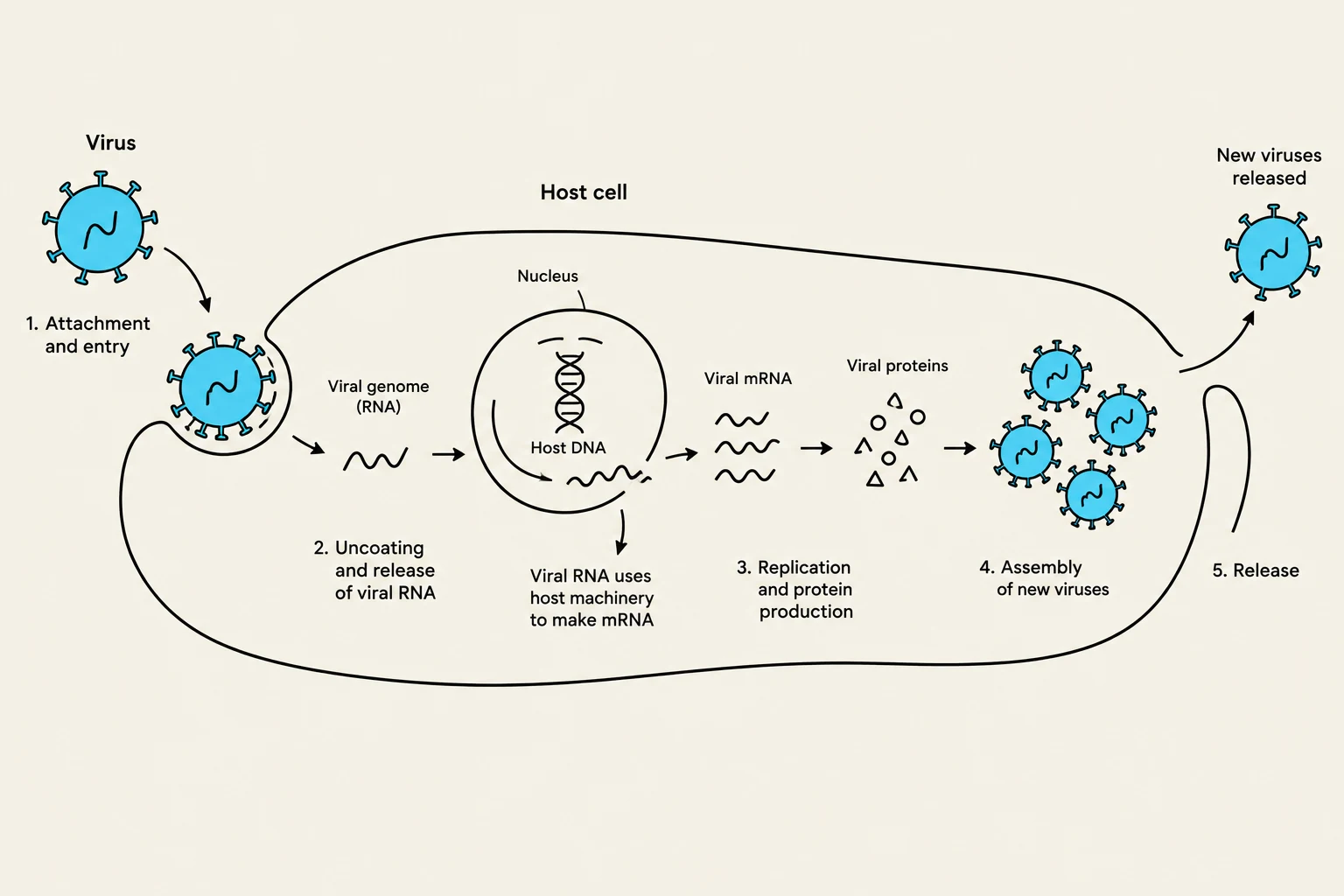 Diagram illustrating the viral replication cycle within a host cell, detailing attachment, entry, uncoating, replication, assembly, and release of new viruses.
