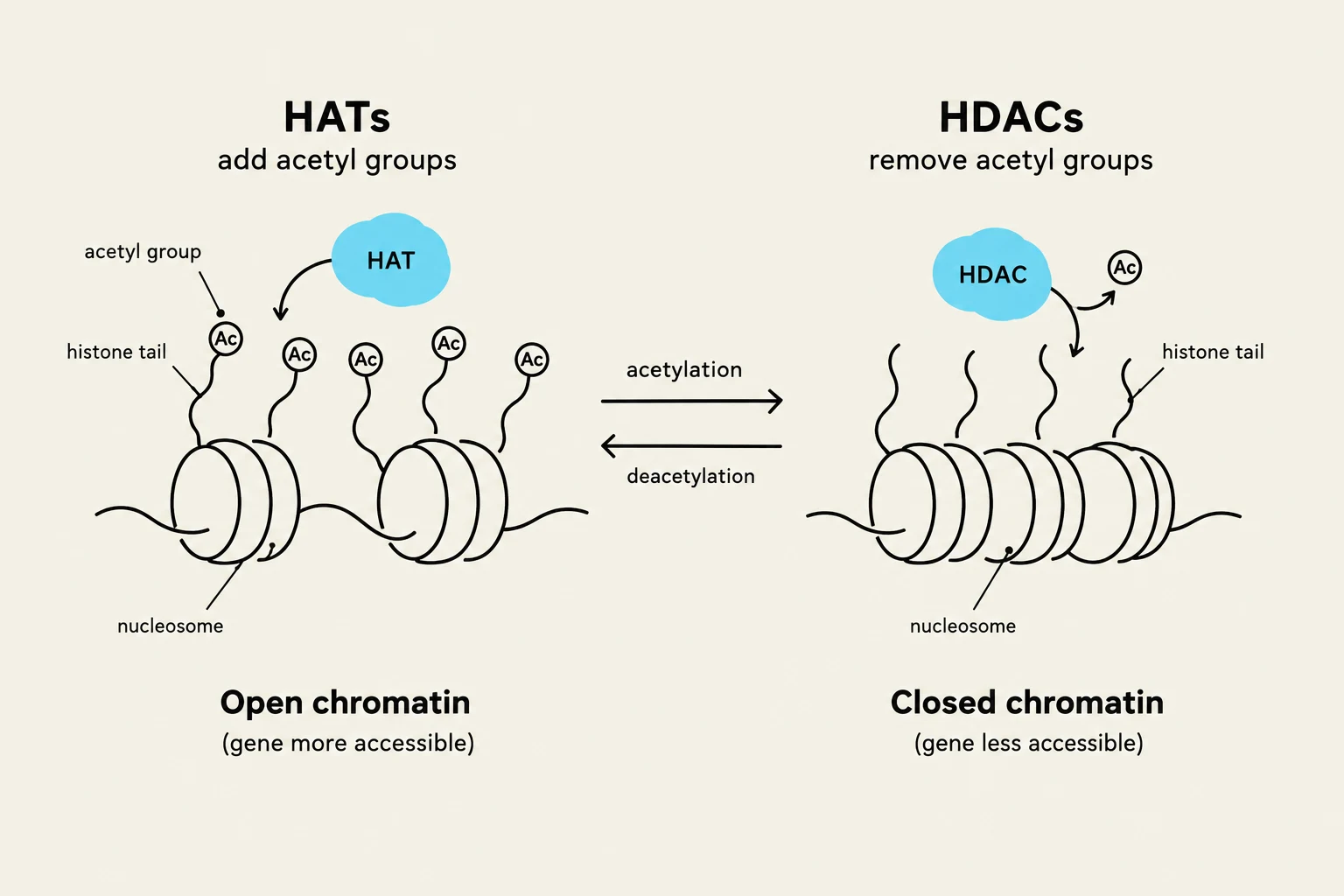 This diagram illustrates the opposing roles of HATs (Histone Acetyltransferases) and HDACs (Histone Deacetylases) in regulating chromatin structure. HATs add acetyl groups to histone tails, leading to open chromatin and increased gene accessibility. Conversely, HDACs remove acetyl groups, resulting in closed chromatin and reduced gene accessibility.