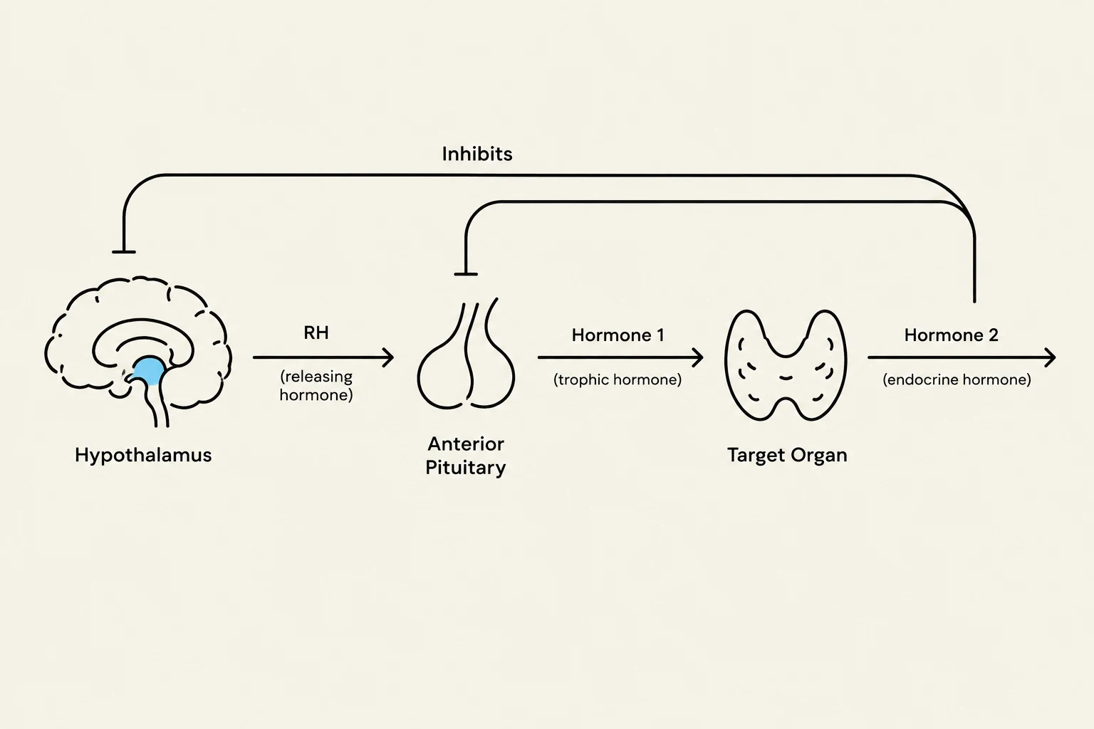 Diagram illustrating the hormonal regulation pathway involving the hypothalamus, anterior pituitary, and a target organ, showing the release of hormones and feedback inhibition.
