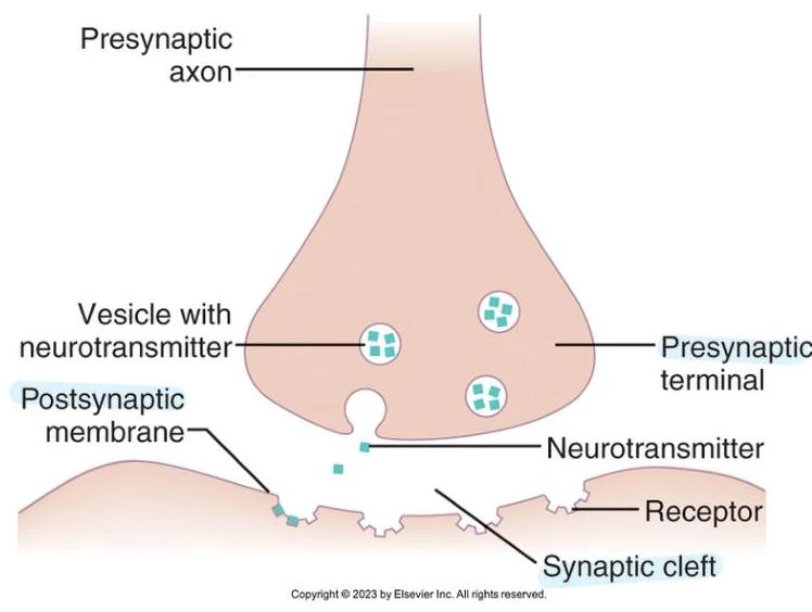 Diagram illustrating a synapse, the junction between two nerve cells, showing the presynaptic terminal, synaptic cleft, and postsynaptic membrane with receptors.