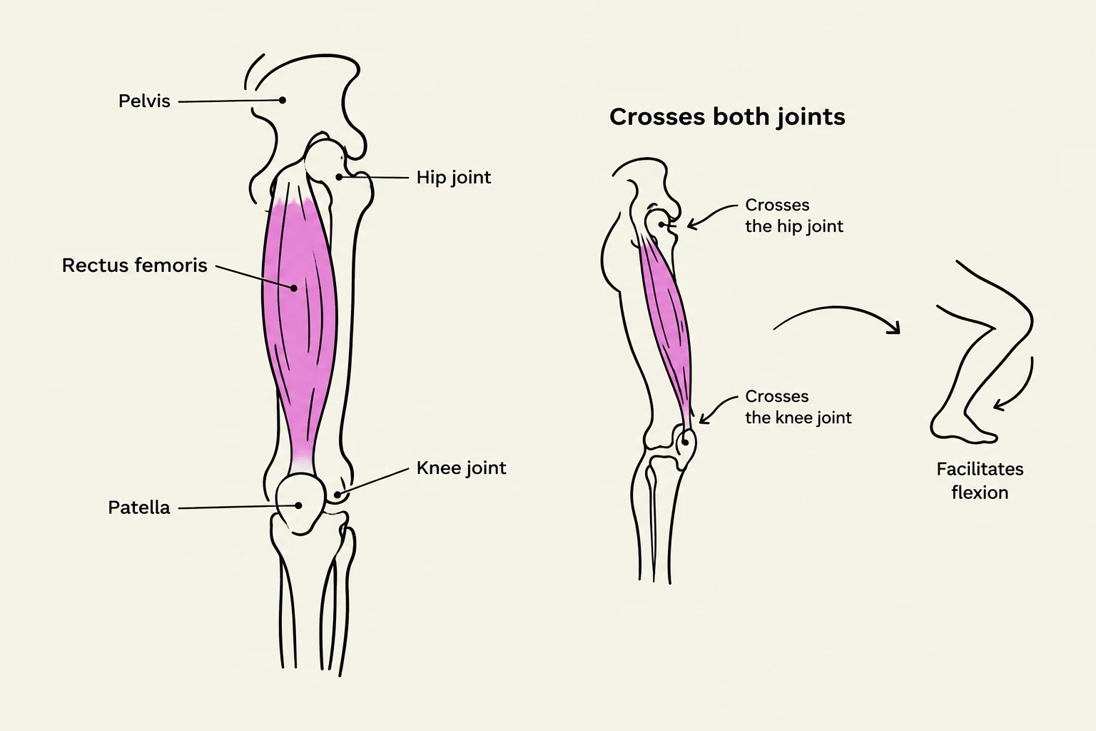 Diagram illustrating the rectus femoris muscle, its attachment points at the pelvis and knee, and its role in facilitating flexion.