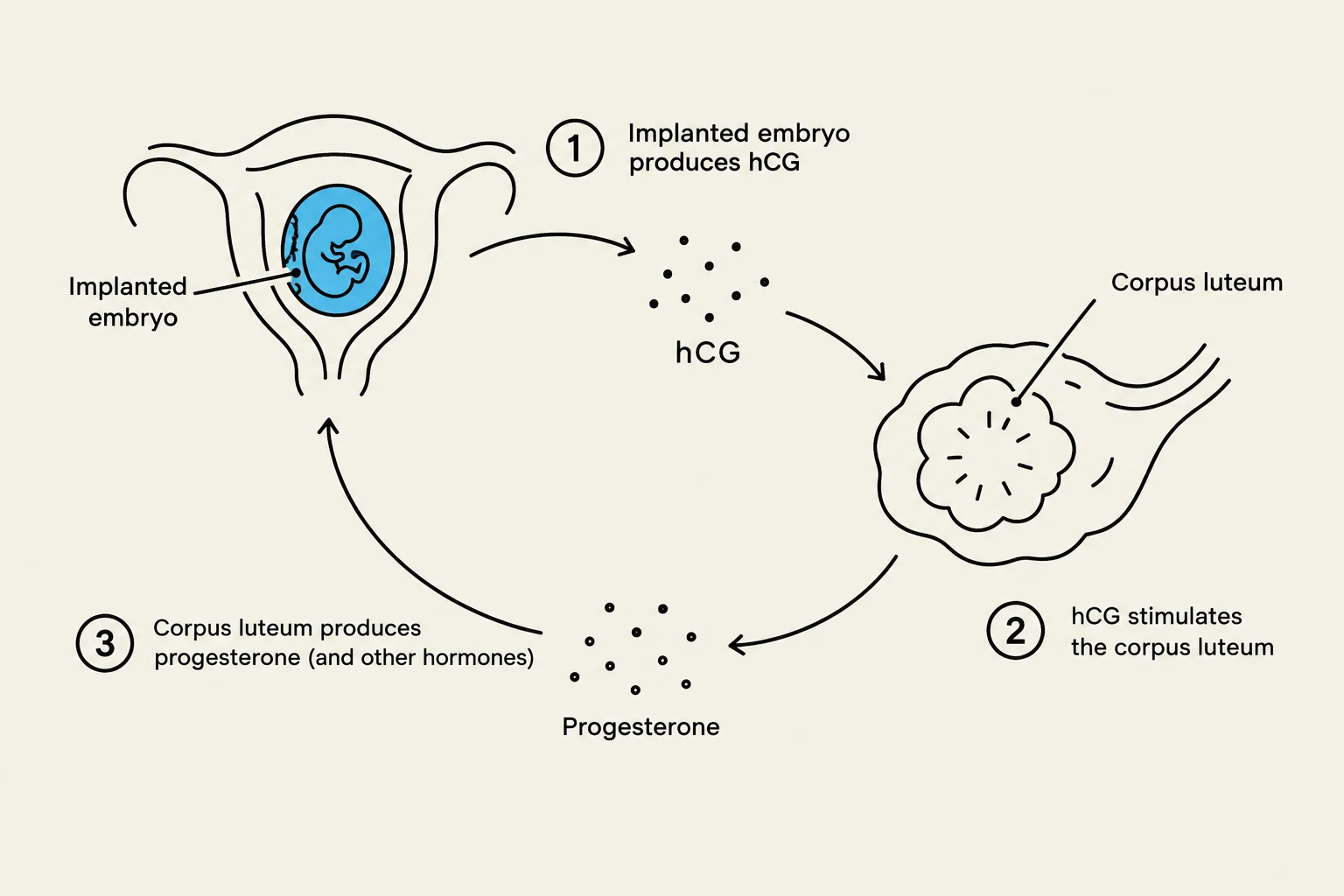 Diagram illustrating the hormonal feedback loop involving an implanted embryo, hCG, and the corpus luteum, which produces progesterone to maintain pregnancy.
