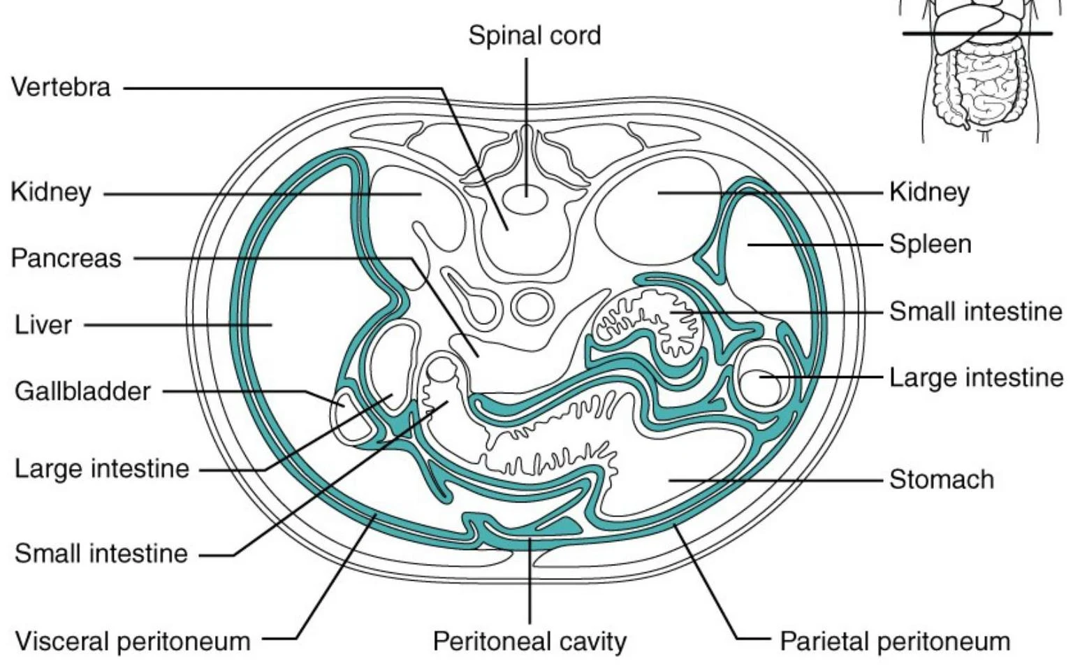 This is a cross-section of the human abdomen, illustrating the positions of various organs including the vertebrae, spinal cord, kidneys, pancreas, liver, gallbladder, spleen, stomach, small intestine, large intestine, and the peritoneal lining.