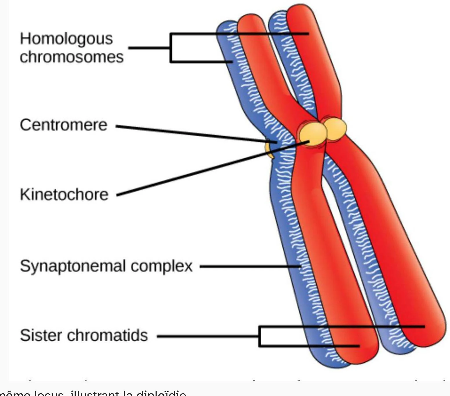 Diagram illustrating homologous chromosomes, centromere, kinetochore, synaptonemal complex, and sister chromatids.