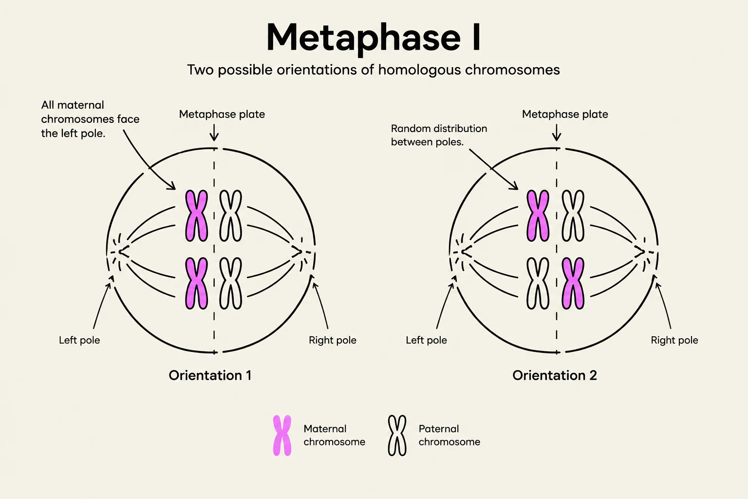 Diagram illustrating the two possible orientations of homologous chromosomes during Metaphase I of meiosis, showing how maternal and paternal chromosomes align at the metaphase plate.