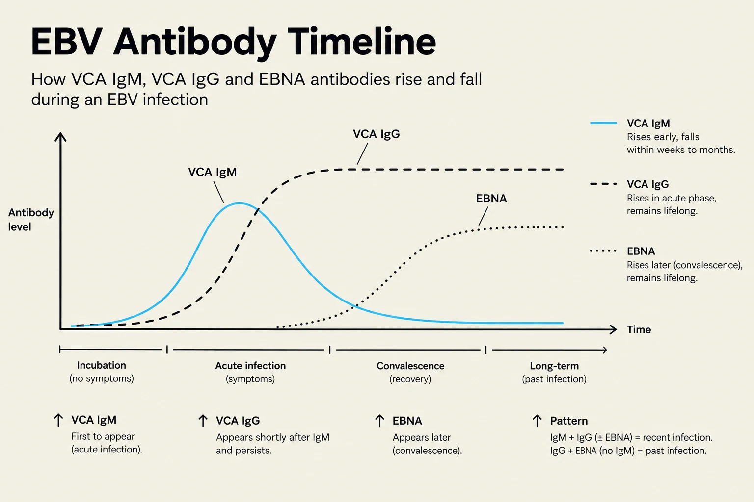This graph illustrates the timeline of antibody levels (VCA IgM, VCA IgG, and EBNA) during an Epstein-Barr virus (EBV) infection, showing their rise and fall across different stages: incubation, acute infection, convalescence, and long-term past infection.