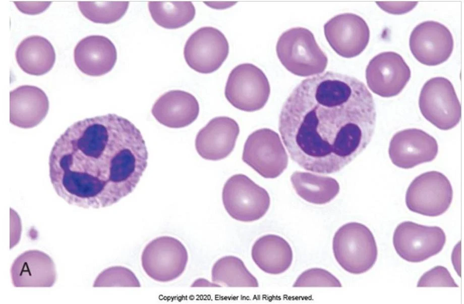 A micrograph shows red blood cells and two neutrophils, a type of white blood cell.