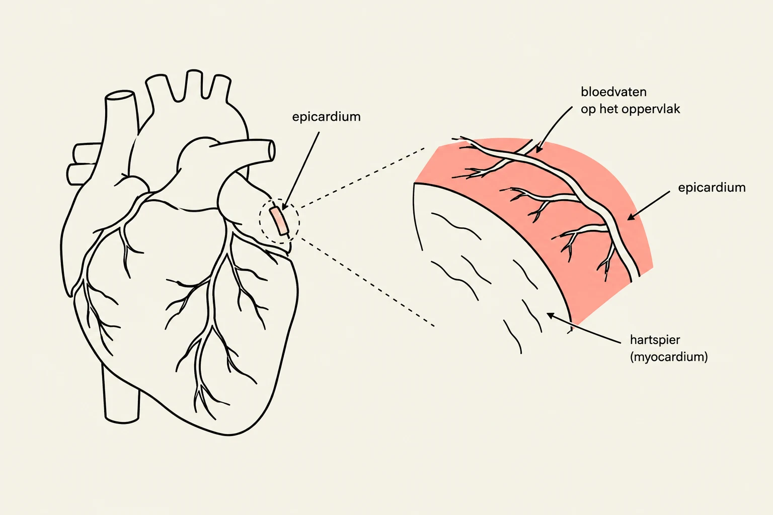 Diagram illustrating the epicardium and blood vessels on the surface of the heart, with a magnified view showing the myocardium.