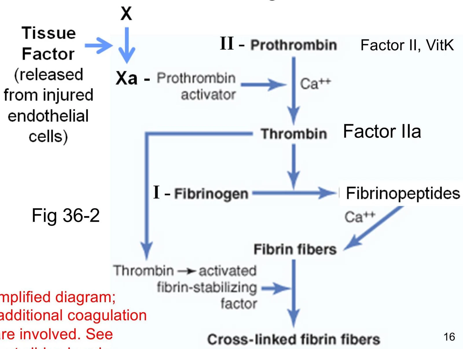 This diagram illustrates the coagulation cascade, a series of biochemical reactions that lead to the formation of a blood clot. It shows the conversion of fibrinogen to fibrin fibers, which are then cross-linked to form a stable clot.