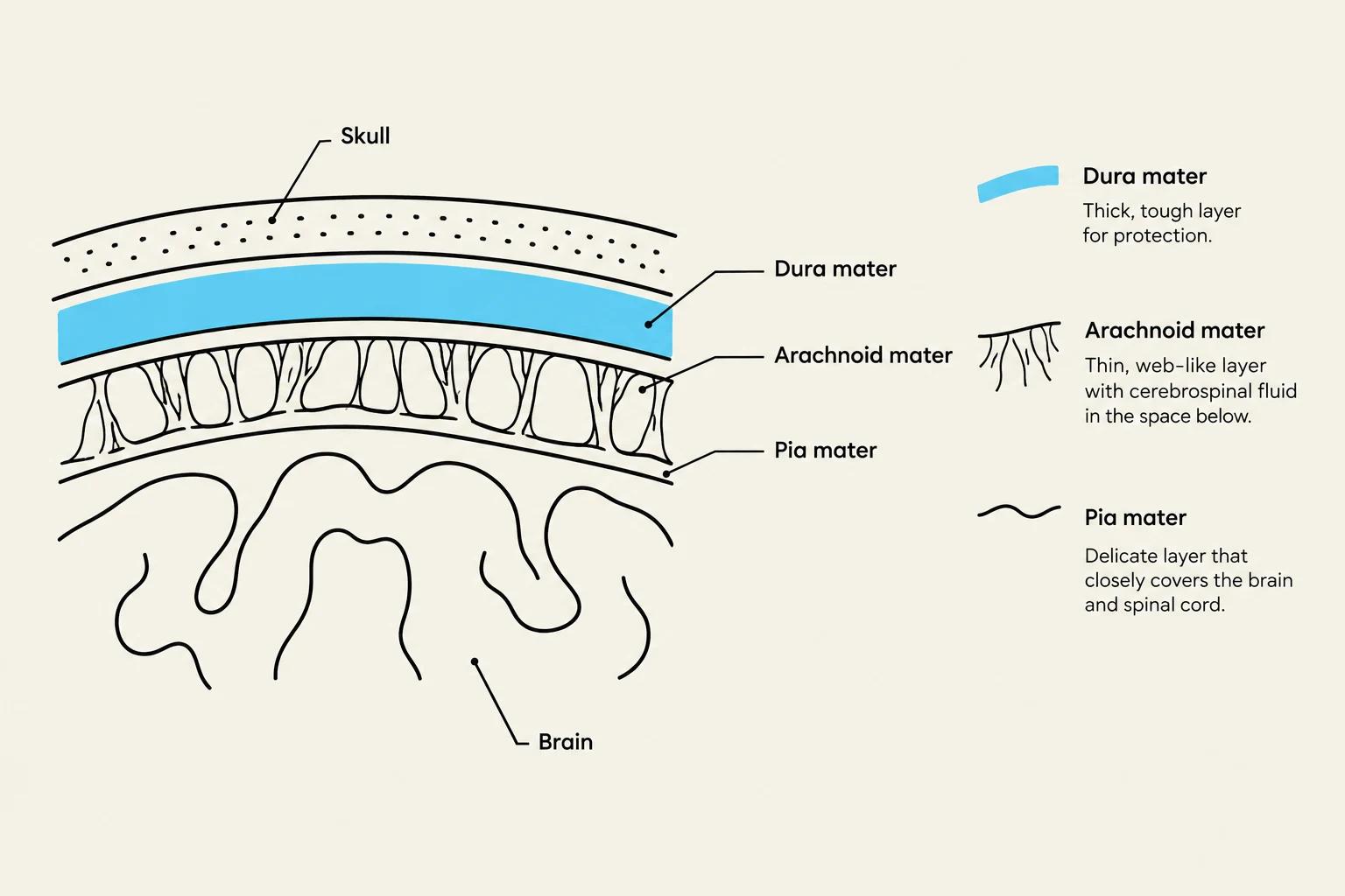 Diagram illustrating the layers covering the brain: skull, dura mater, arachnoid mater, and pia mater.