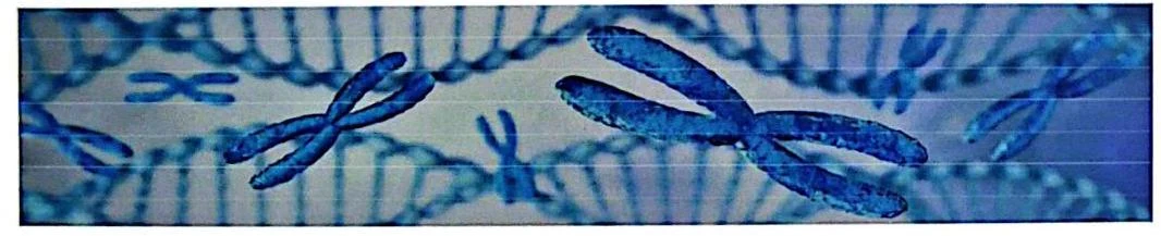Illustration of chromosomes and DNA strands.