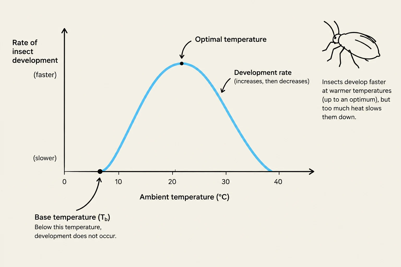 This graph illustrates the relationship between ambient temperature and the rate of insect development, showing an optimal temperature for development and a base temperature below which development ceases.