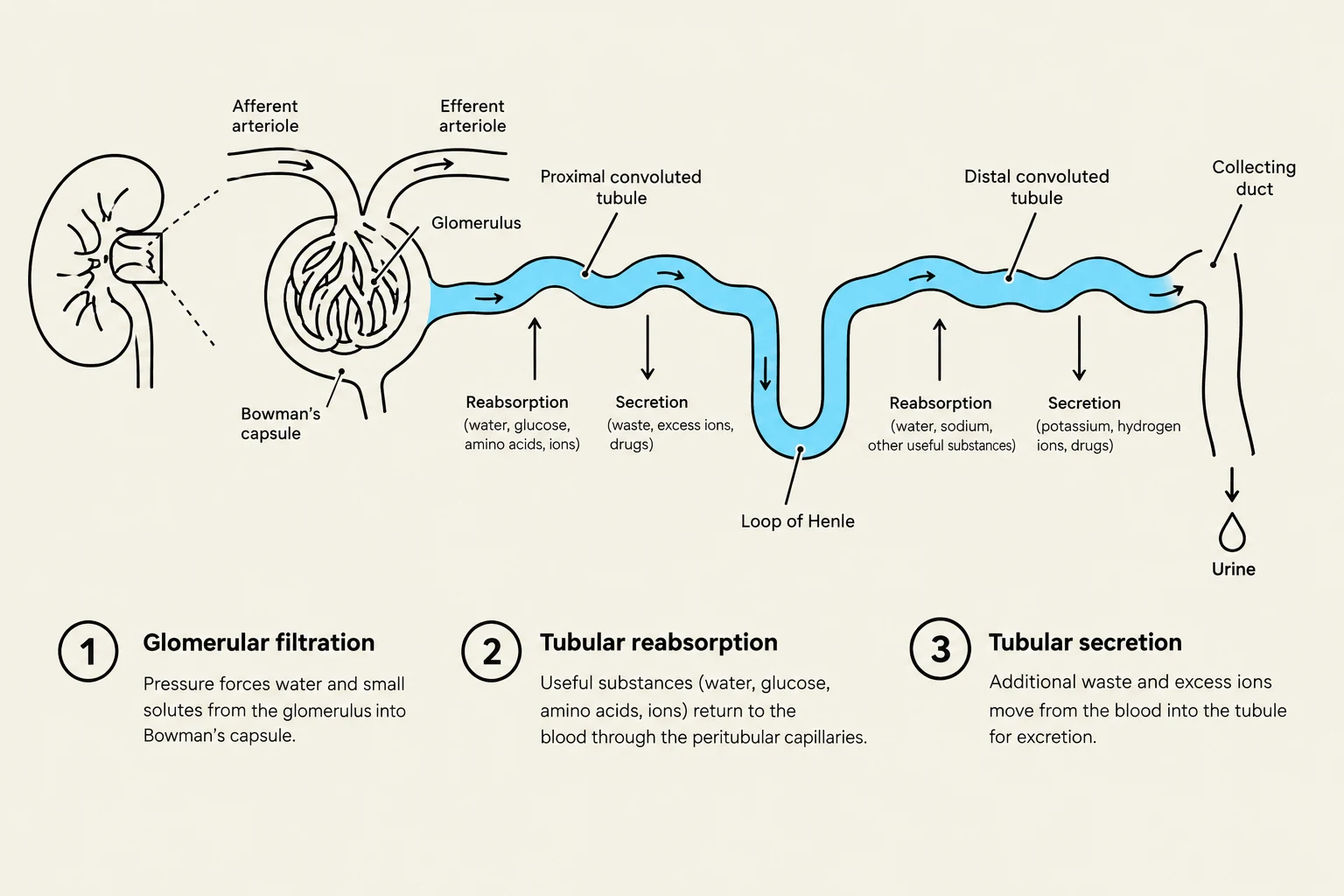 Diagram illustrating the process of urine formation in the nephron, including glomerular filtration, tubular reabsorption, and tubular secretion.