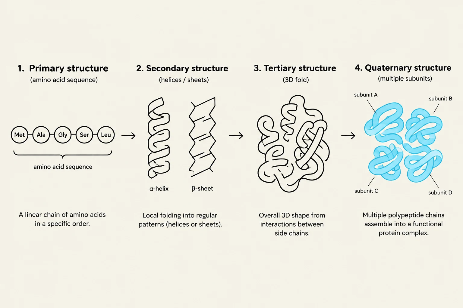 This diagram illustrates the four levels of protein structure: primary (amino acid sequence), secondary (alpha-helix and beta-sheet), tertiary (3D fold), and quaternary (multiple subunits forming a complex).
