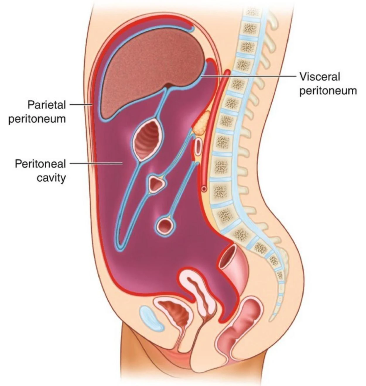 Sagittal view of the peritoneal cavity, showing the parietal and visceral peritoneum.