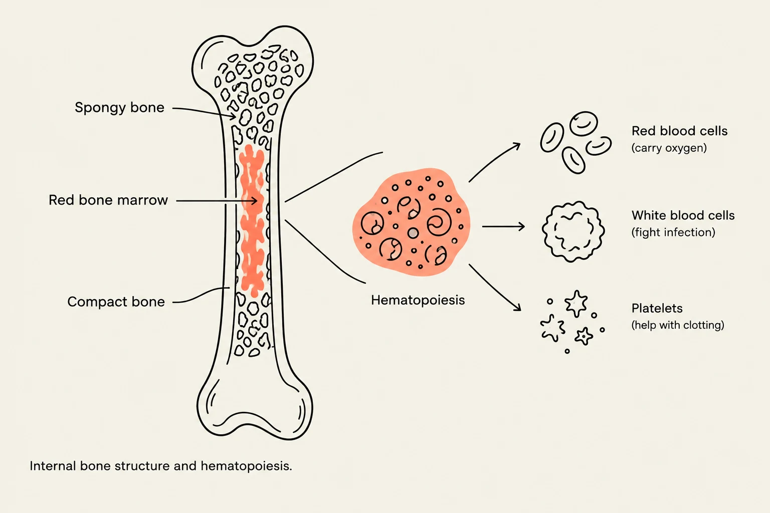Internal bone structure and hematopoiesis, illustrating the formation of red blood cells, white blood cells, and platelets.
