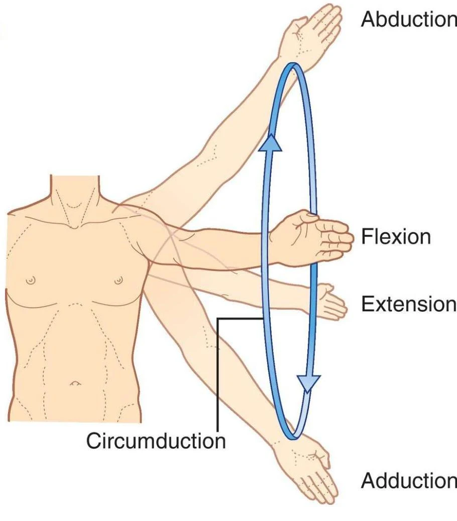 Diagram illustrating the movements of the human arm: abduction, adduction, flexion, extension, and circumduction.