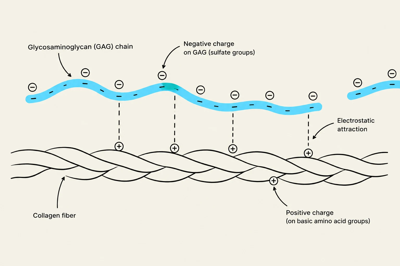 Diagram illustrating the electrostatic attraction between negatively charged glycosaminoglycan (GAG) chains and positively charged collagen fibers.