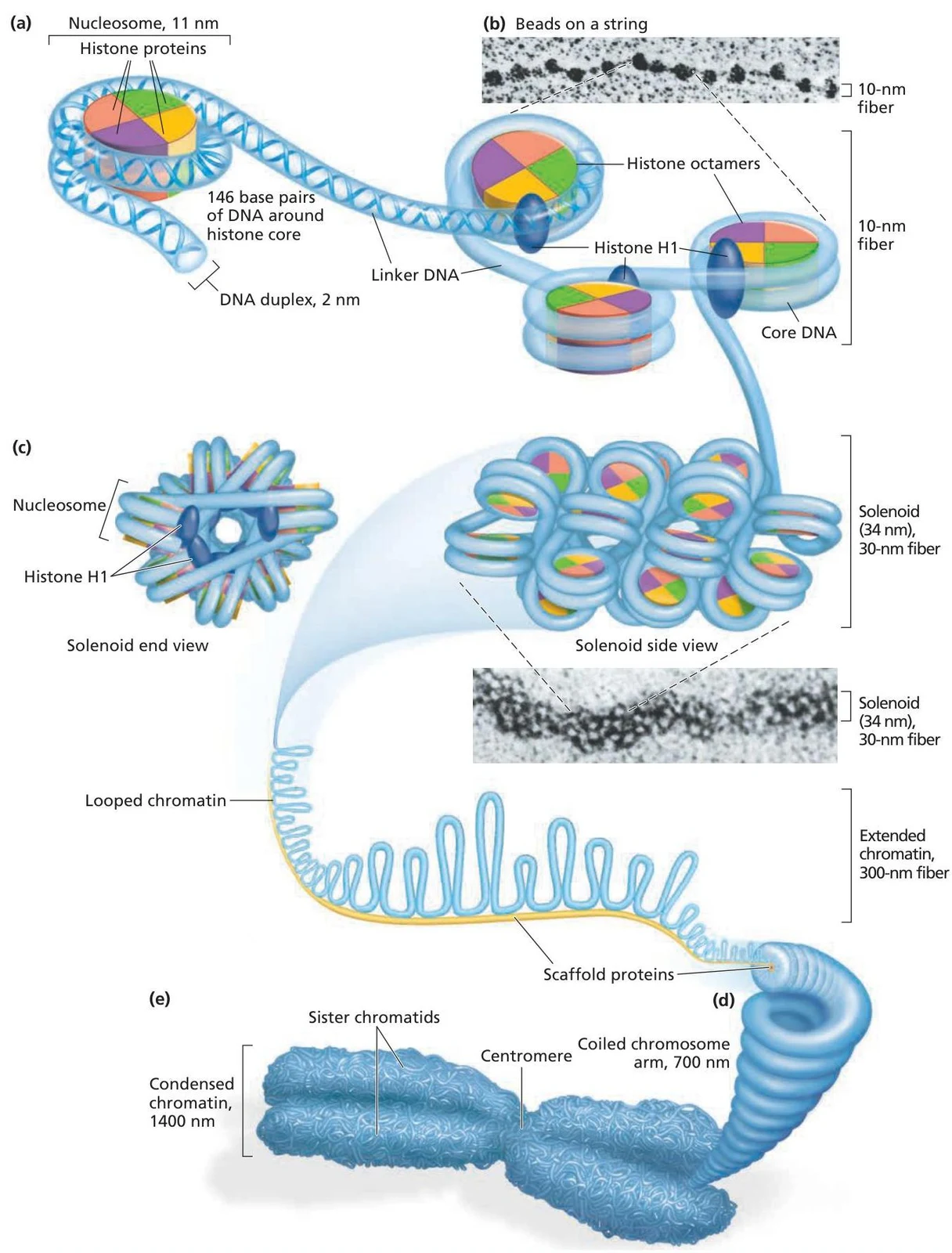 Diagram illustrating the hierarchical organization of DNA into chromatin, from nucleosomes to condensed chromosomes.