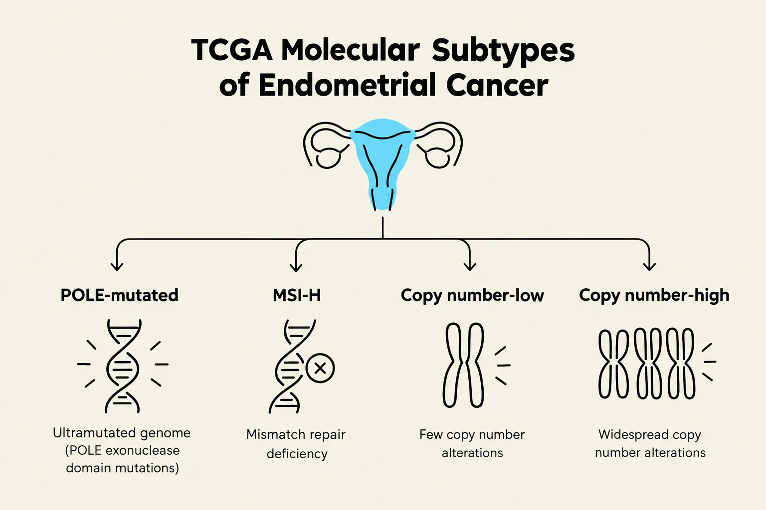 This diagram illustrates the molecular subtypes of endometrial cancer, including POLE-mutated, MSI-H, Copy number-low, and Copy number-high, along with their associated genetic characteristics.