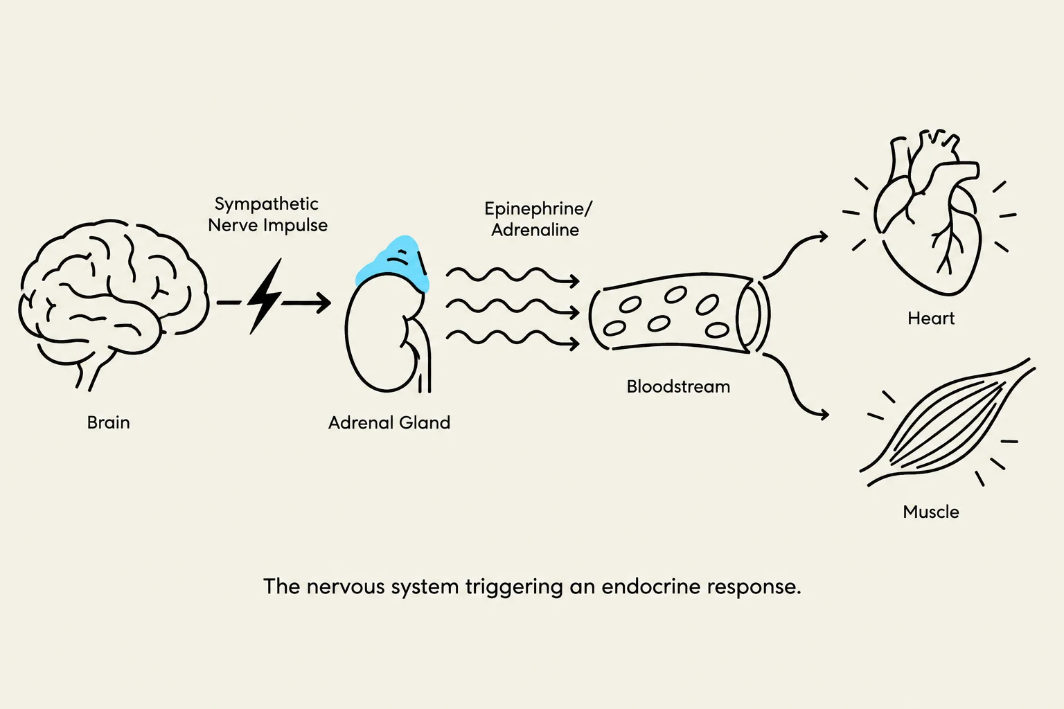 Diagram illustrating how the sympathetic nervous system triggers an endocrine response by signaling the adrenal gland to release epinephrine and adrenaline into the bloodstream, affecting the heart and muscles.