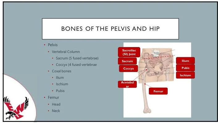 An illustration showing the bones of the pelvis and hip, including the vertebral column, sacrum, coccyx, coxal bones (ilium, ischium, pubis), and femur.