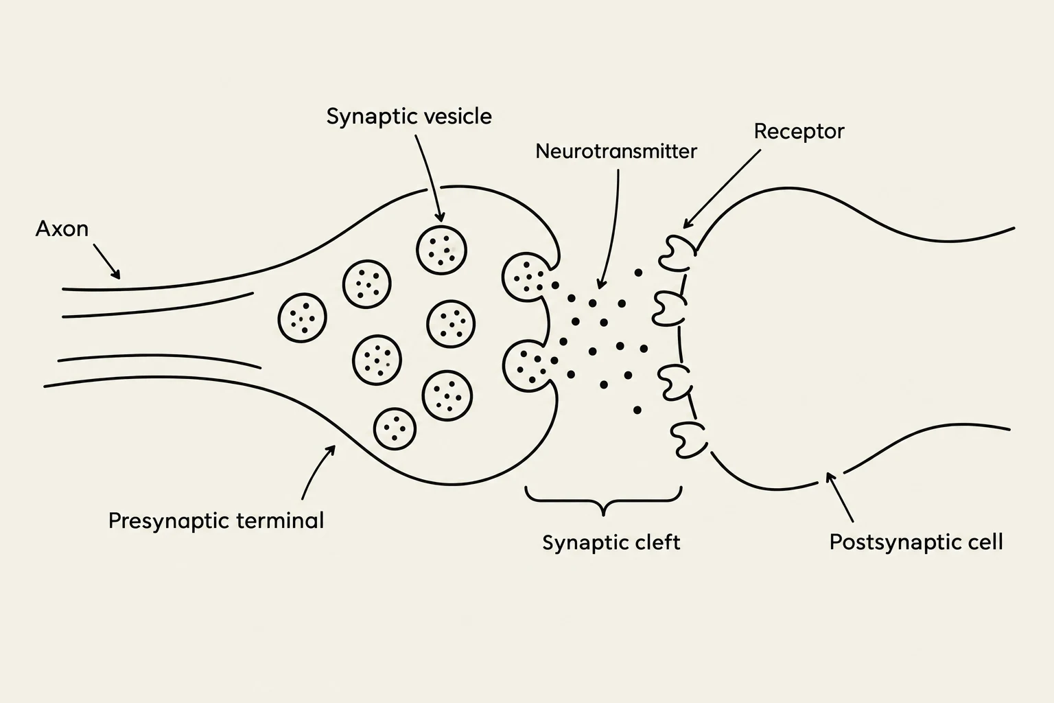 Diagram illustrating a synapse, the junction between two nerve cells, showing the transmission of a nerve impulse via neurotransmitters.