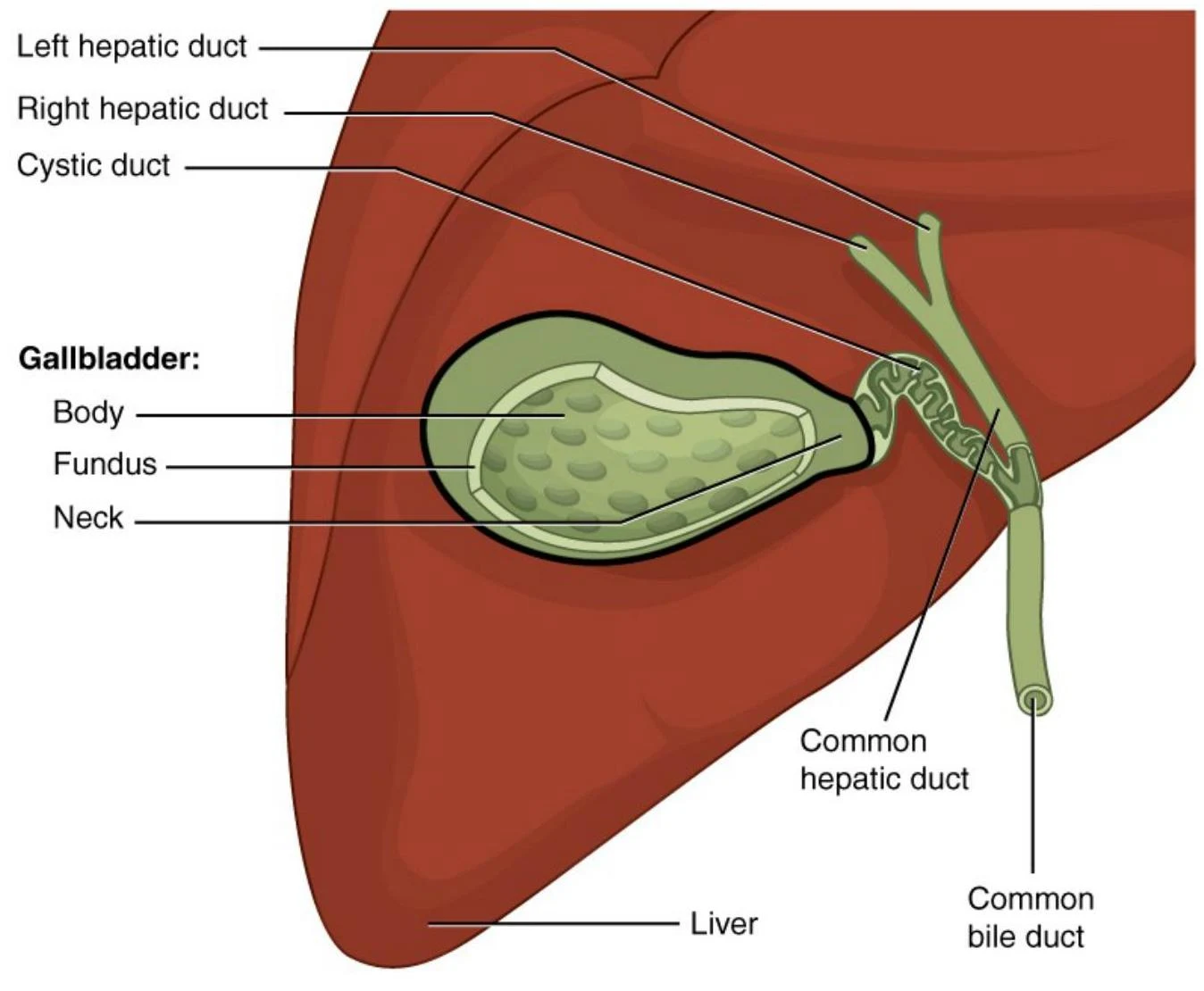 An illustration of the human liver and gallbladder, detailing the hepatic ducts and common bile duct.