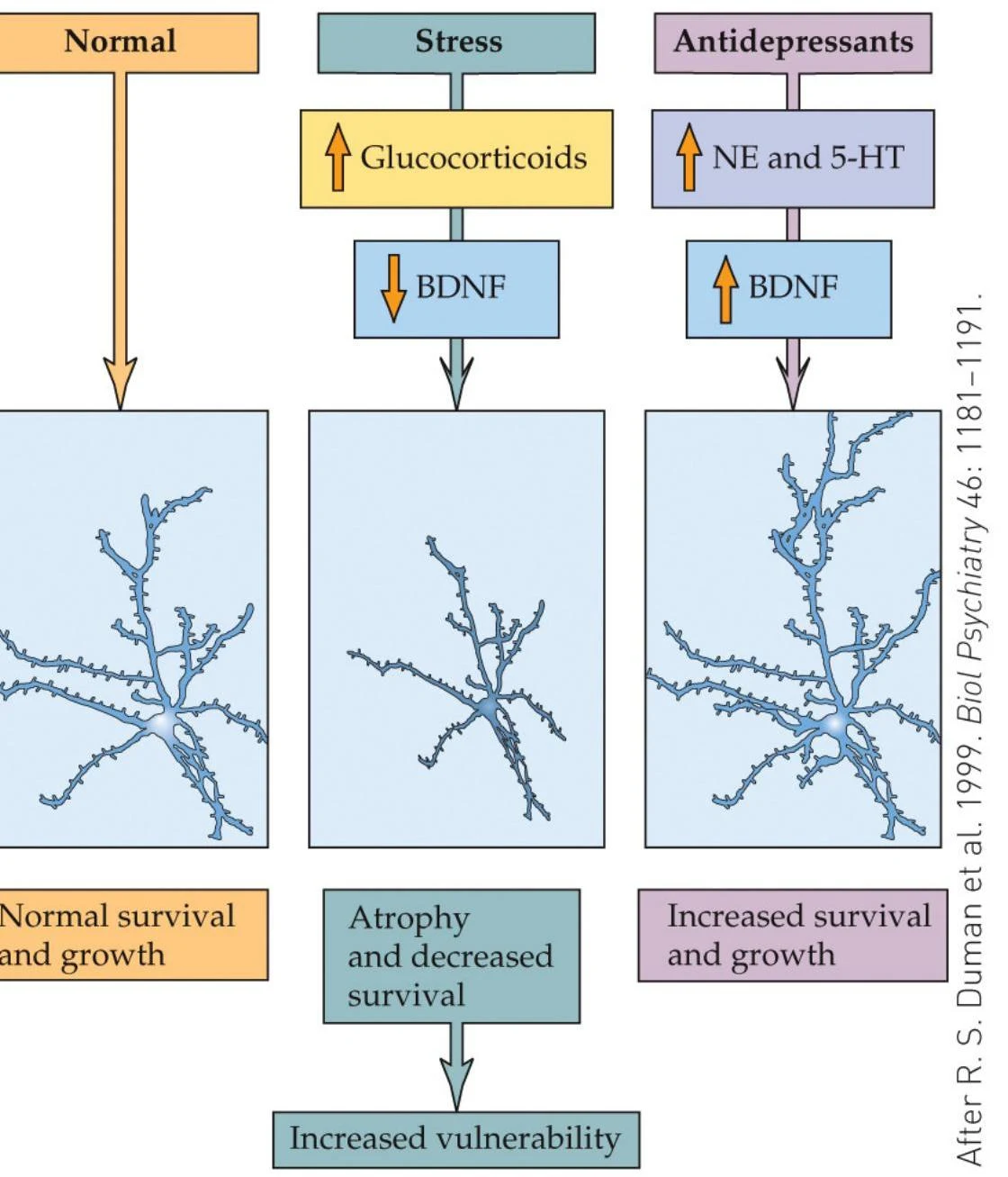 This diagram illustrates the effects of stress and antidepressants on neuronal survival and growth, showing how stress can lead to atrophy and decreased survival, while antidepressants can promote increased survival and growth.