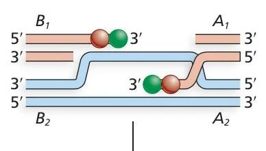 Diagram illustrating DNA replication with leading and lagging strands, showing the 5' and 3' ends and the direction of synthesis.