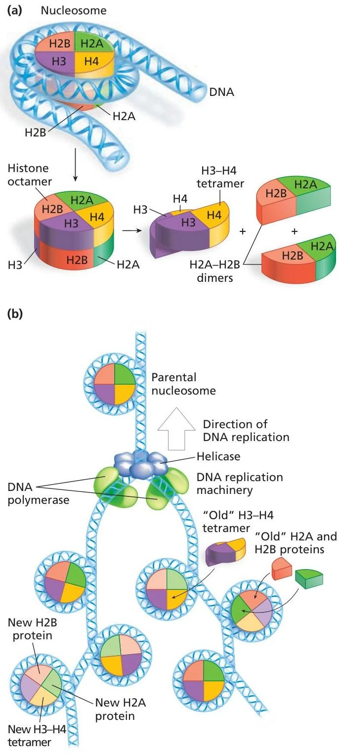 Diagram illustrating the structure of a nucleosome and its role in DNA replication, showing the histone octamer and the assembly of new nucleosomes.