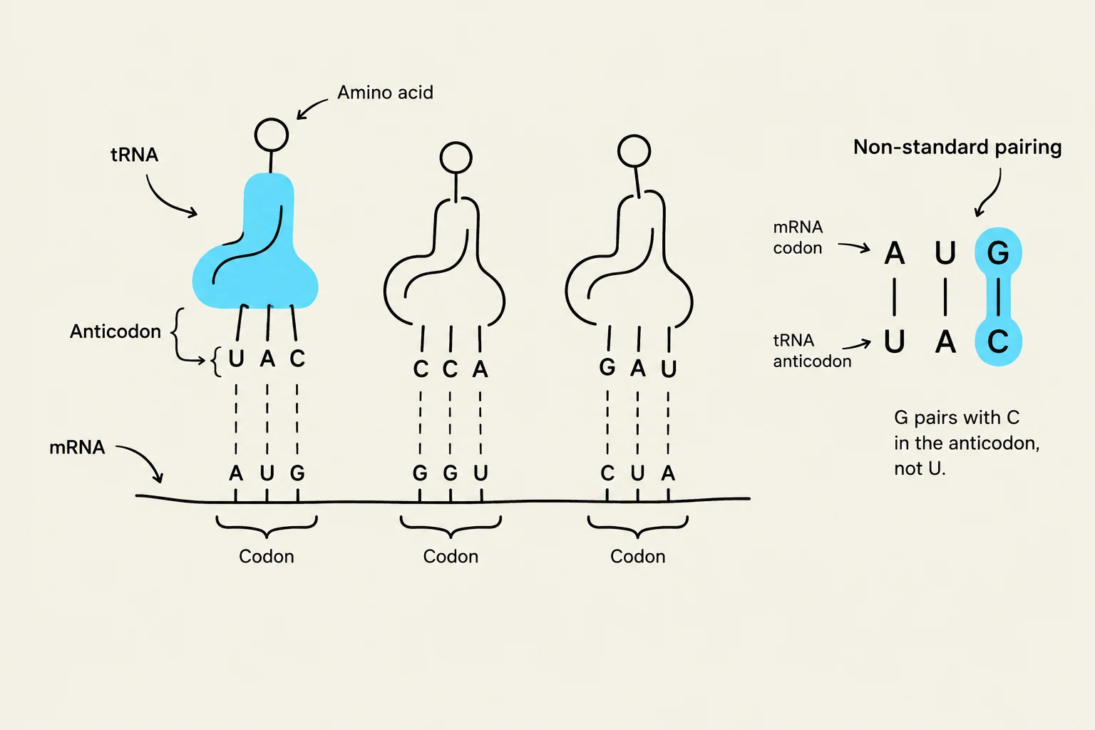 This diagram illustrates the process of translation in molecular biology, showing how transfer RNA (tRNA) molecules with specific anticodons bind to messenger RNA (mRNA) codons to deliver amino acids. It also highlights a non-standard base pairing rule where Guanine (G) pairs with Cytosine (C) in the anticodon, not Uracil (U).