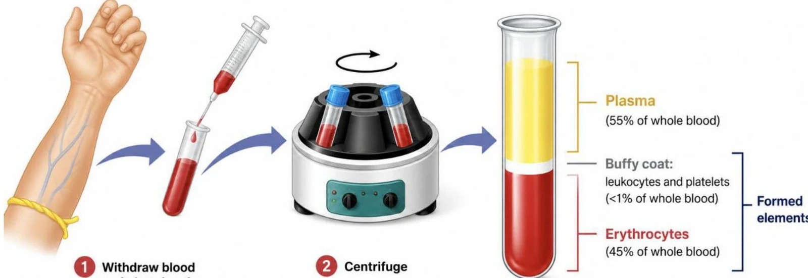 Diagram illustrating the process of blood centrifugation, separating whole blood into plasma, buffy coat (leukocytes and platelets), and erythrocytes.