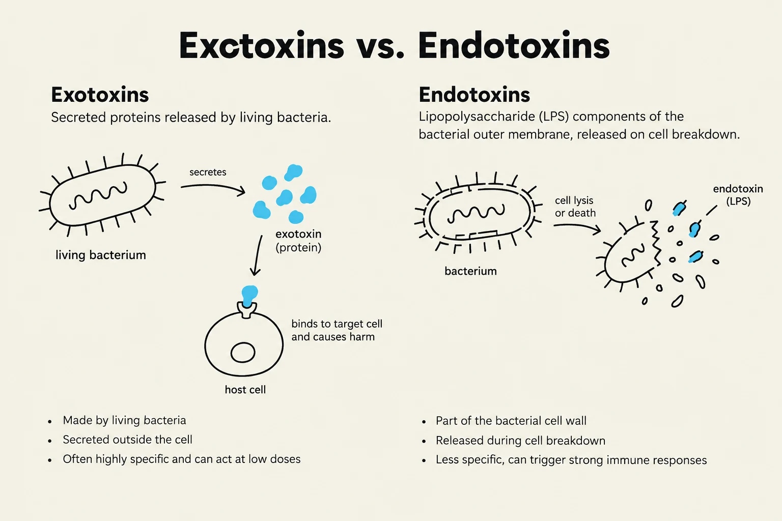 This diagram illustrates the differences between exotoxins and endotoxins, two types of toxins produced by bacteria. Exotoxins are secreted proteins that bind to target cells and cause harm, while endotoxins are LPS components released during bacterial cell breakdown.