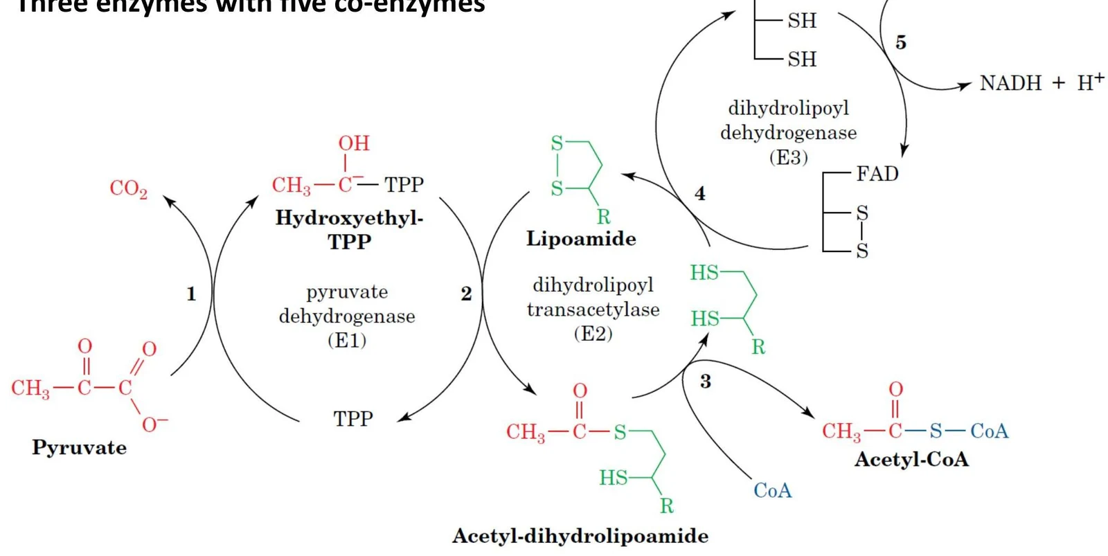 This diagram illustrates the biochemical pathway involving pyruvate dehydrogenase complex, which converts pyruvate to acetyl-CoA, a crucial step in cellular respiration. It shows the roles of three enzymes (E1, E2, E3) and five coenzymes (TPP, Lipoamide, CoA, FAD, NAD+) in this process.