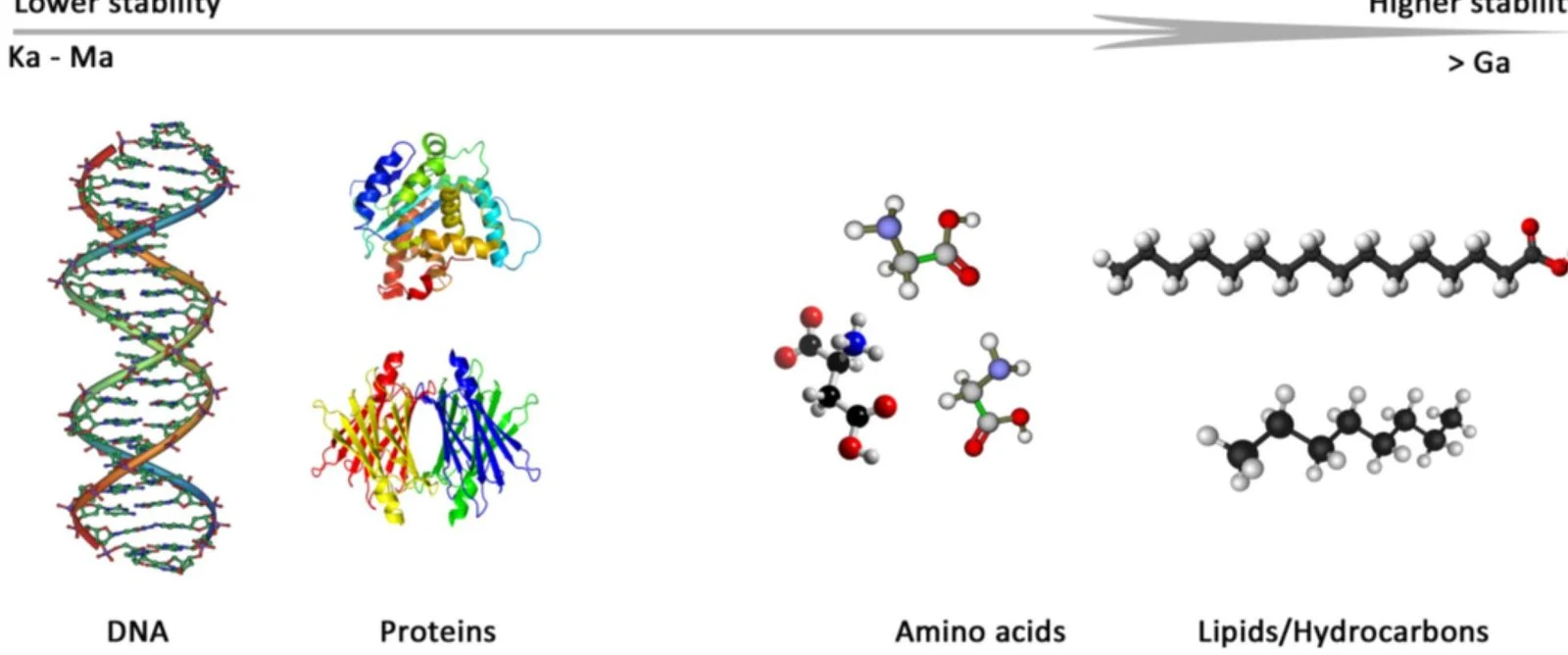 Diagrams of DNA, proteins, amino acids, and lipids/hydrocarbons, illustrating varying stability.
