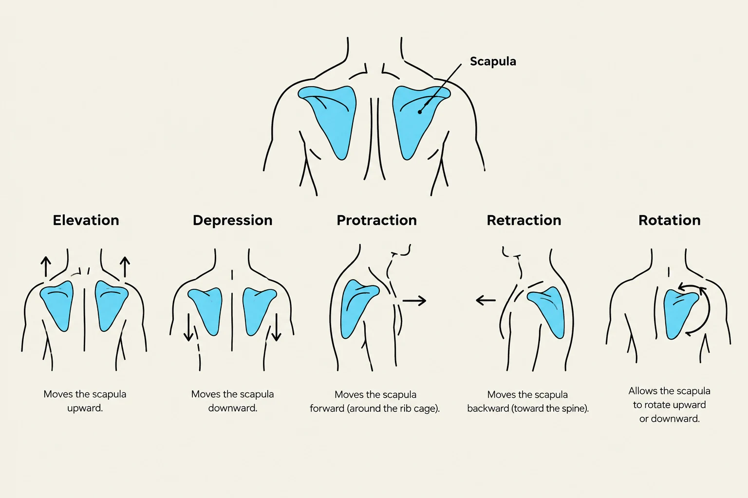 Diagram illustrating the five movements of the scapula: elevation, depression, protraction, retraction, and rotation.