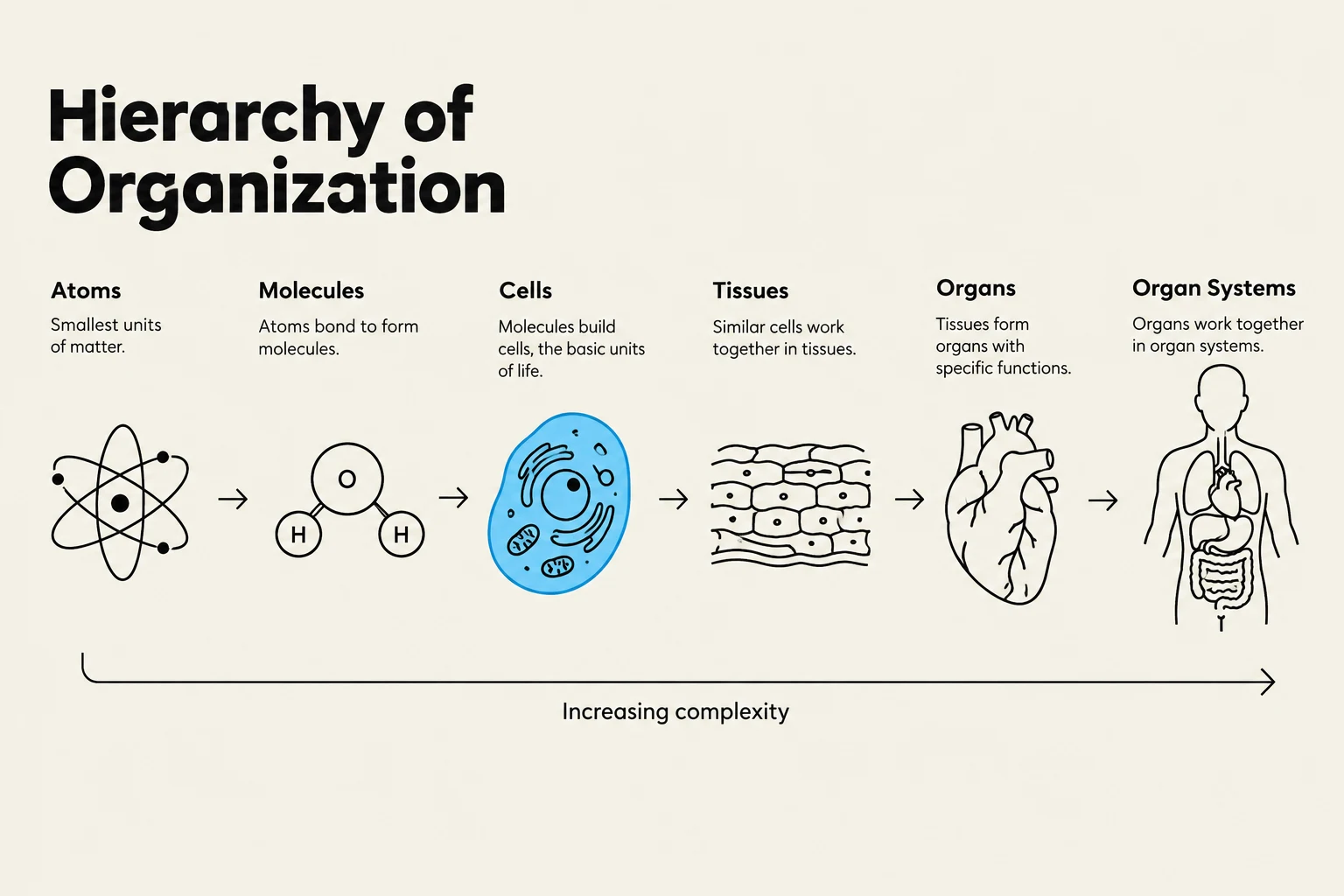 The hierarchy of organization in biology, from atoms to organ systems, illustrating increasing complexity.