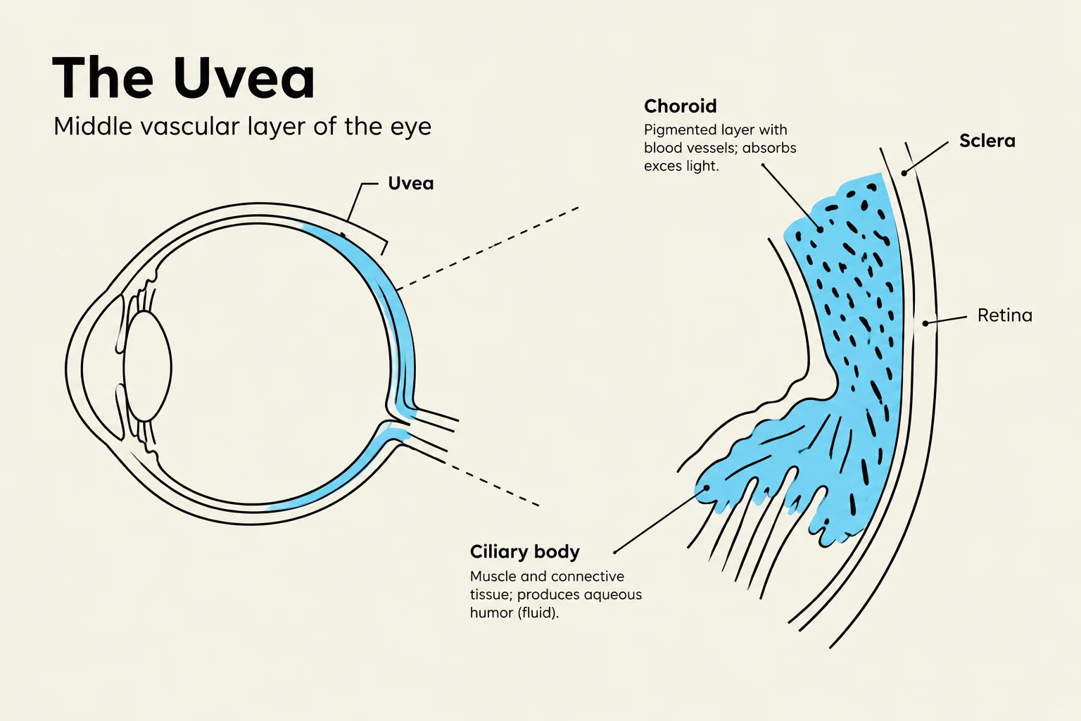 Diagram illustrating the uvea, the middle vascular layer of the eye, including the choroid, ciliary body, sclera, and retina.