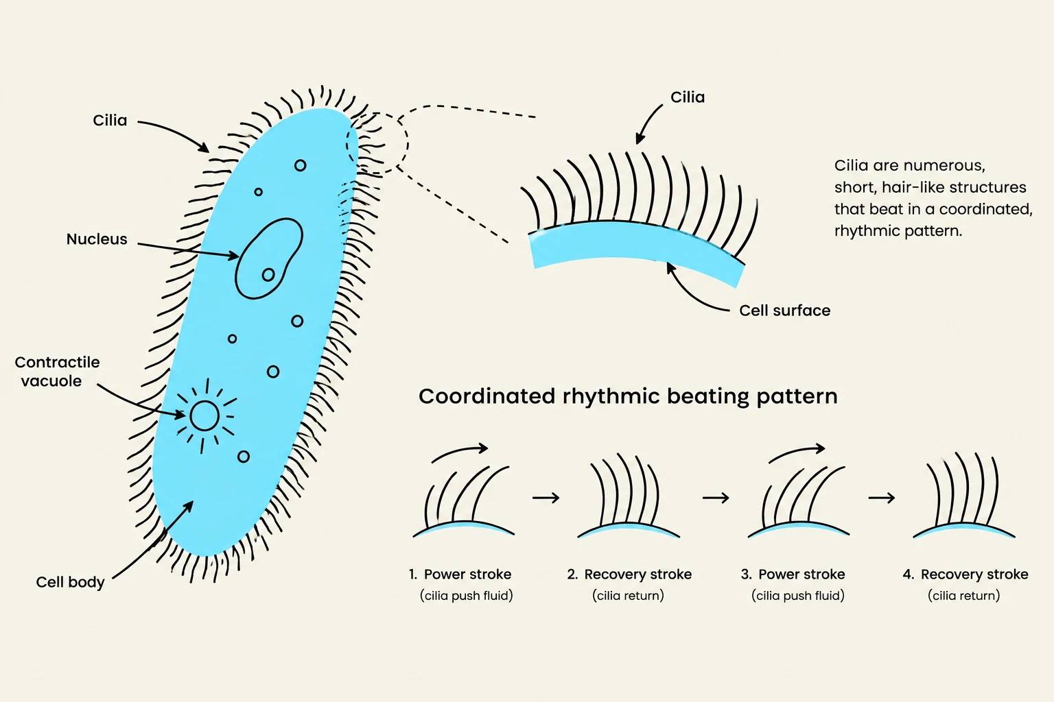 Diagram illustrating the structure of a Paramecium and the coordinated rhythmic beating pattern of its cilia.