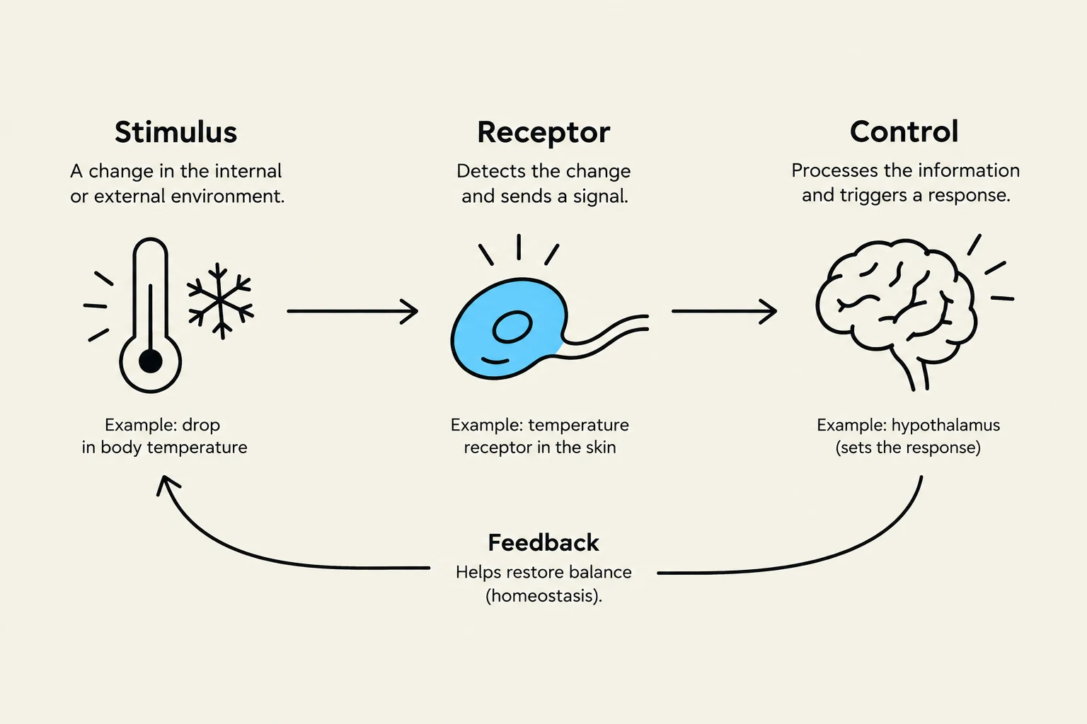 Diagram illustrating the process of stimulus, receptor, control, and feedback in biological systems, using body temperature regulation as an example.