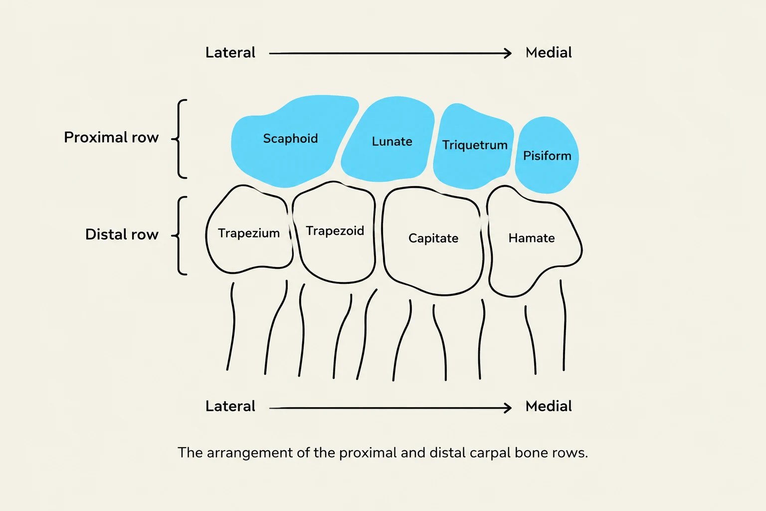 The arrangement of the proximal and distal carpal bone rows.