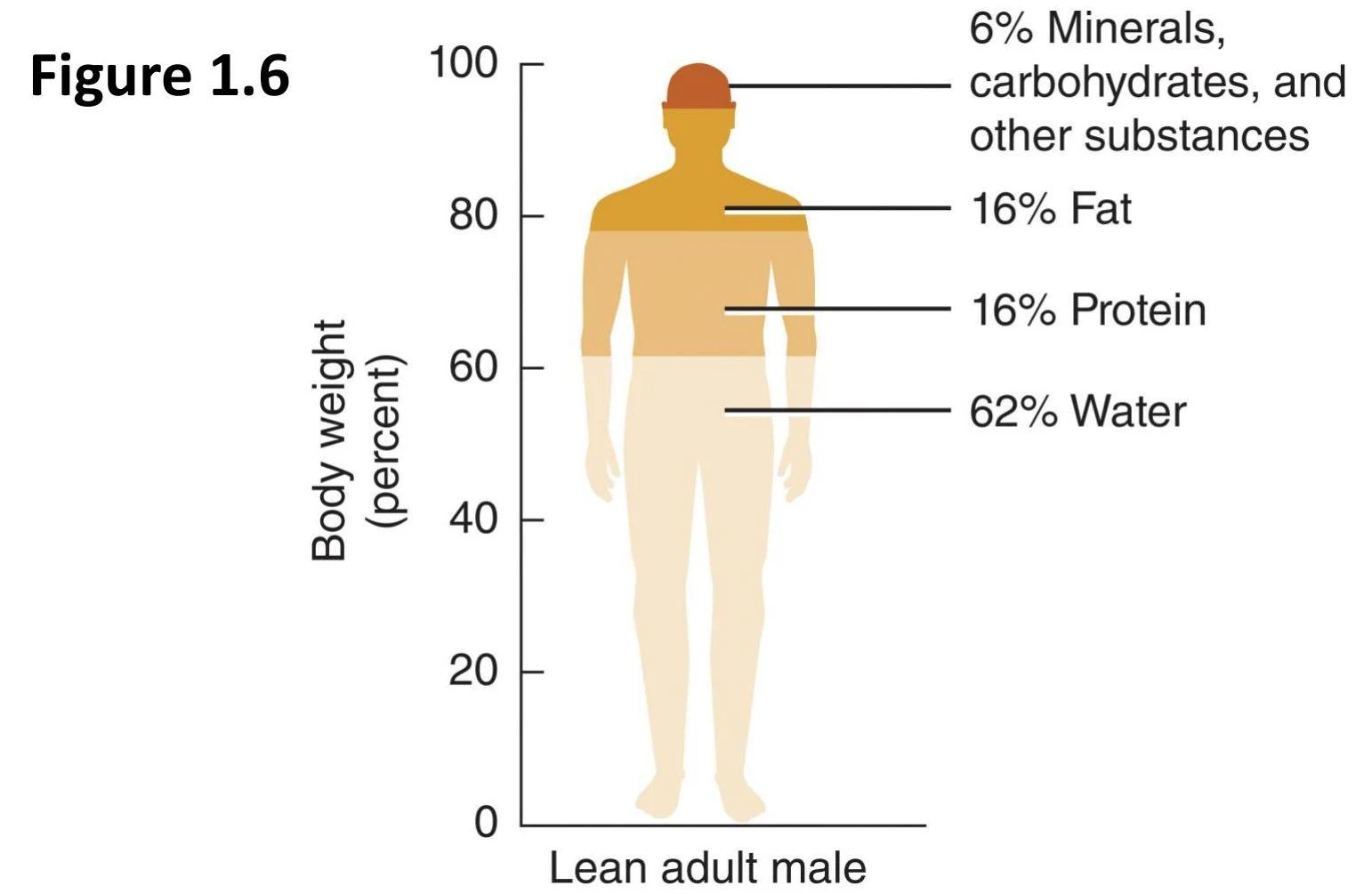 This diagram illustrates the approximate body composition of a lean adult male, showing percentages of water, protein, fat, and other substances.
