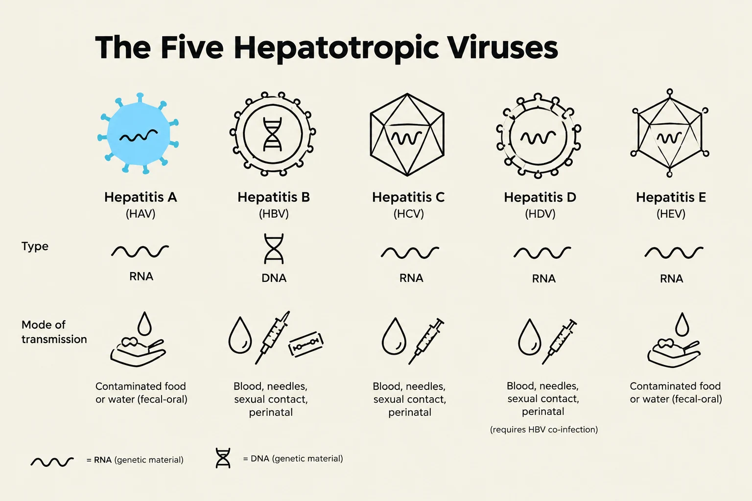 This diagram illustrates the five main types of hepatitis viruses (A, B, C, D, and E), detailing their genetic material (RNA or DNA) and modes of transmission.