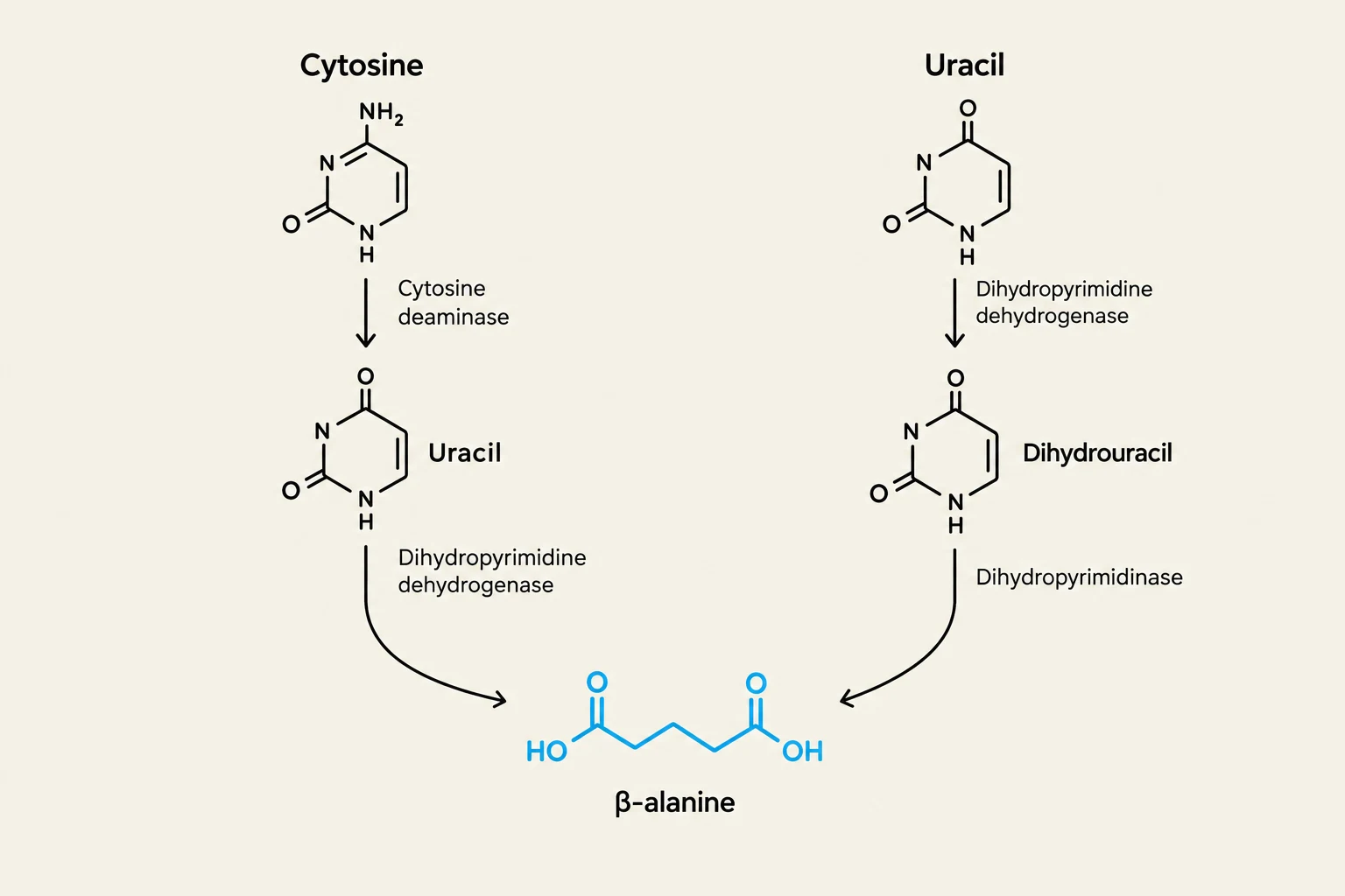 This diagram illustrates the metabolic pathways of cytosine and uracil, showing their conversion to β-alanine through enzymatic reactions.