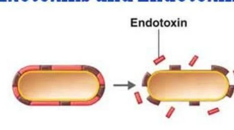 Diagram illustrating the release of endotoxins from a bacterium.