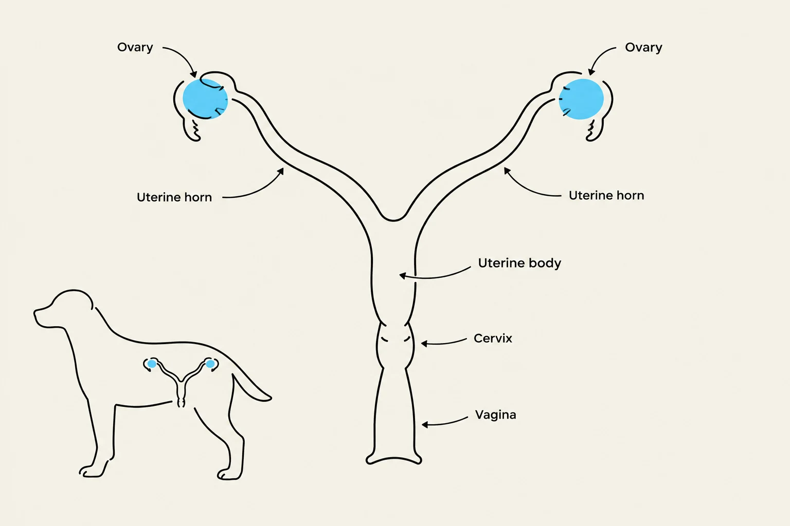 Diagram of the canine reproductive system, showing the ovaries, uterine horns, uterine body, cervix, and vagina.