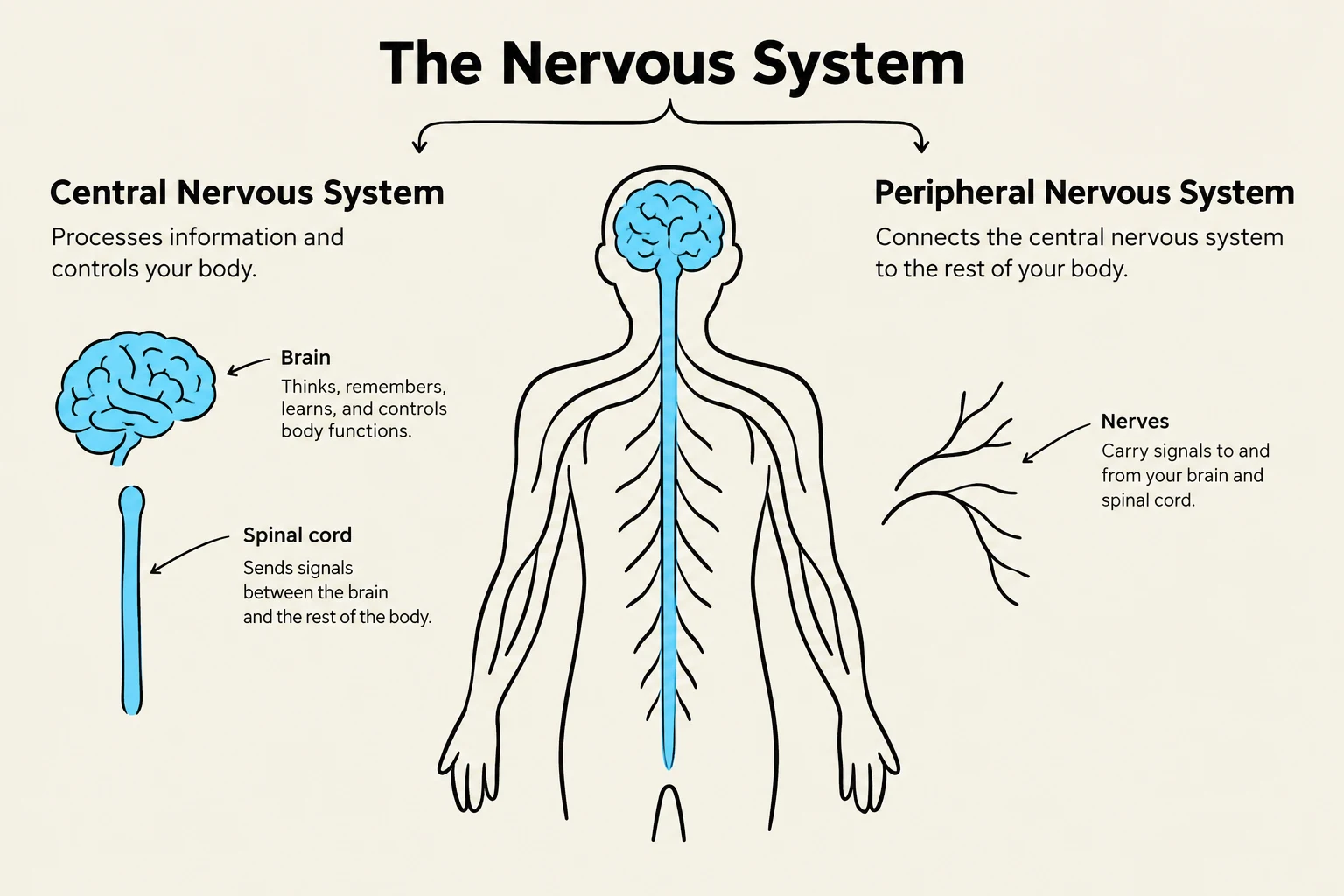 Diagram illustrating the central and peripheral nervous systems, including the brain, spinal cord, and nerves.