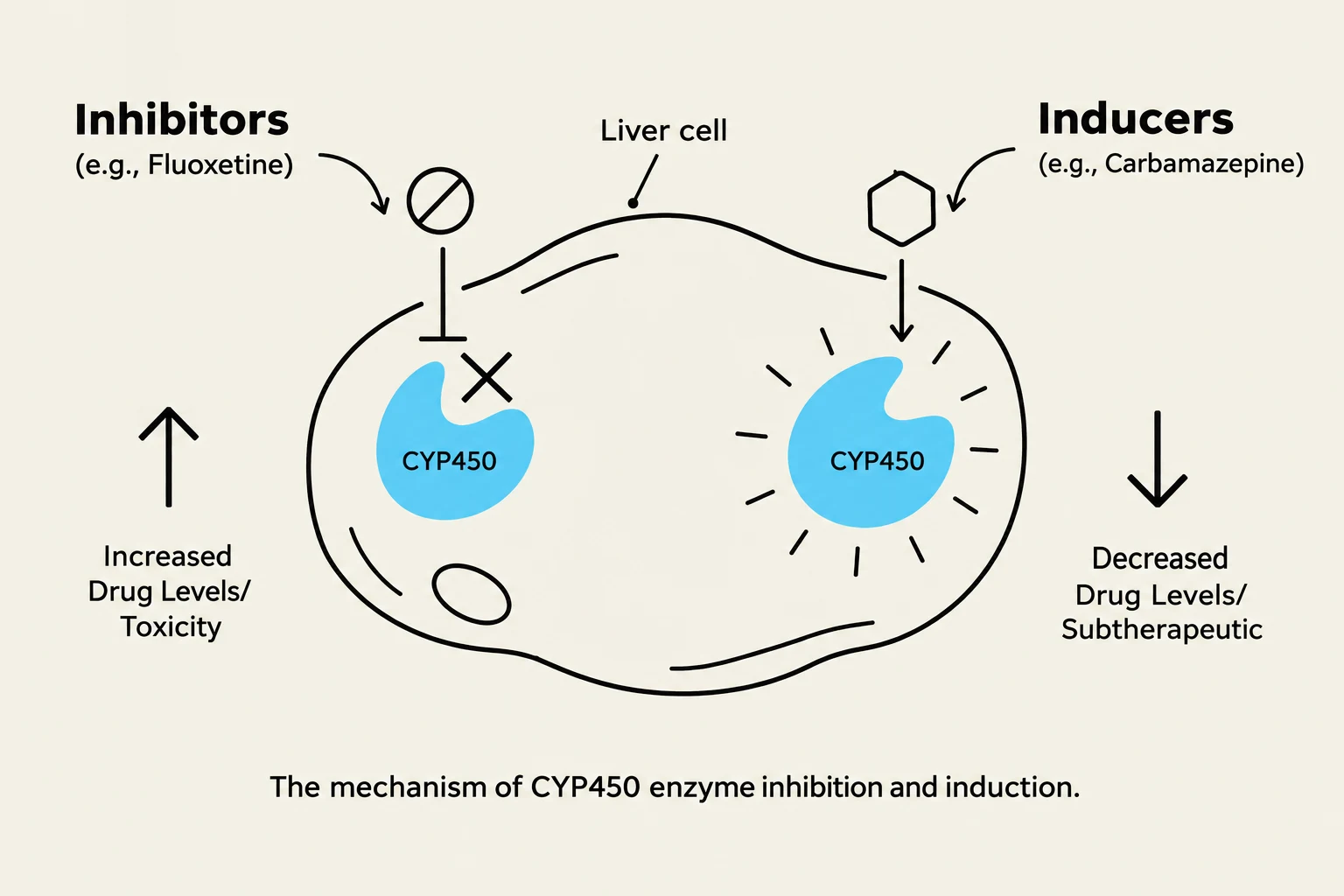 This diagram illustrates how inhibitors and inducers affect CYP450 enzymes within a liver cell, leading to altered drug levels and potential toxicity or subtherapeutic effects.