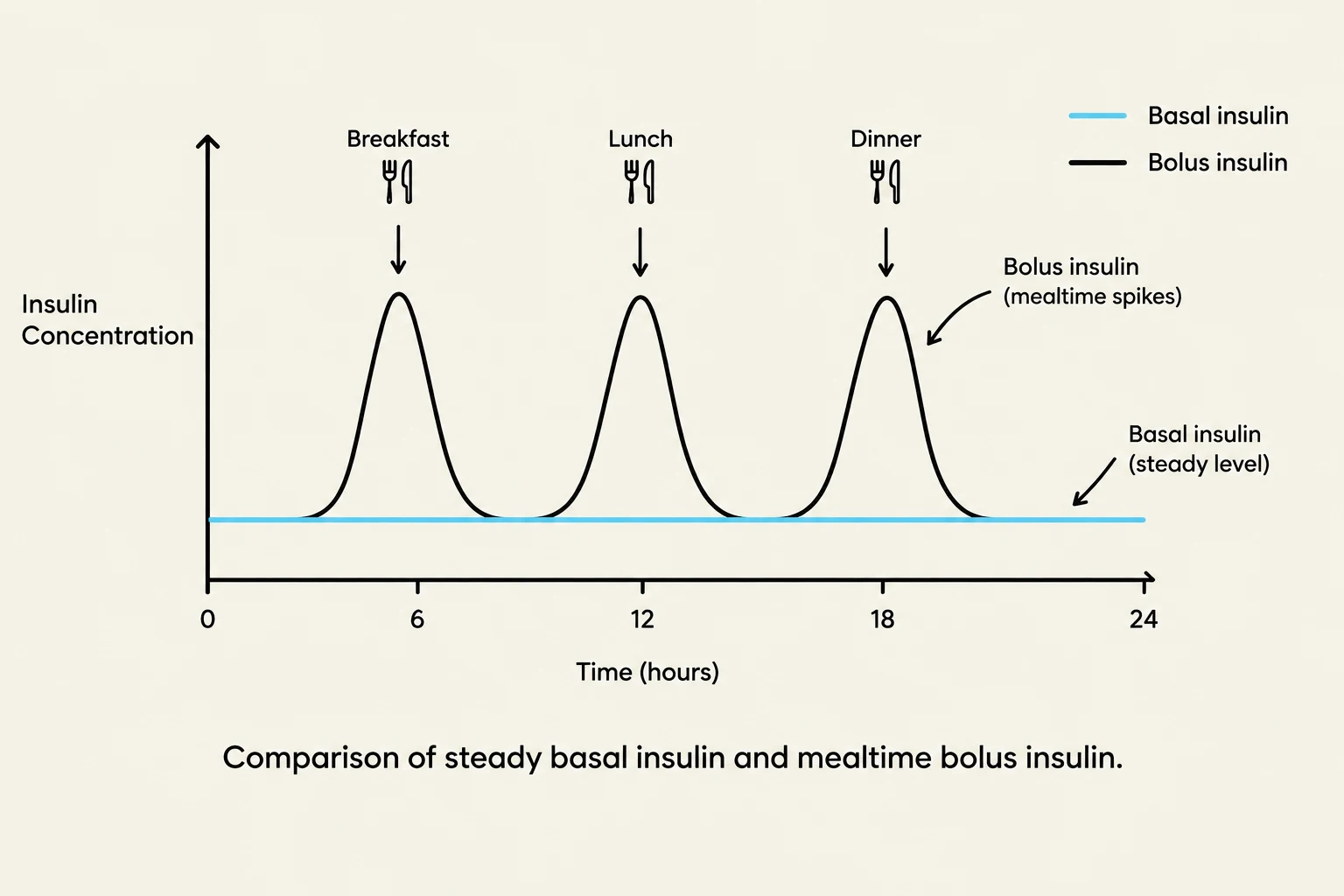This graph illustrates the comparison between steady basal insulin levels and the spikes in bolus insulin concentration that occur after meals over a 24-hour period.